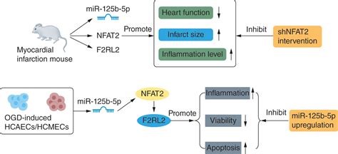 Mir 125b 5p Alleviates The Damage Of Myocardial Infarction By