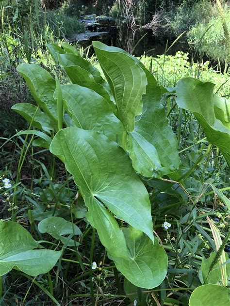 Broadleaf Arrowhead ADIRONDACK RESEARCH GUIDEBOOK INaturalist