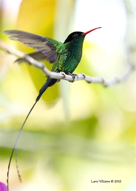 Jamaican Hummingbird Series Finale Hummingbird Tattoo Hummingbird