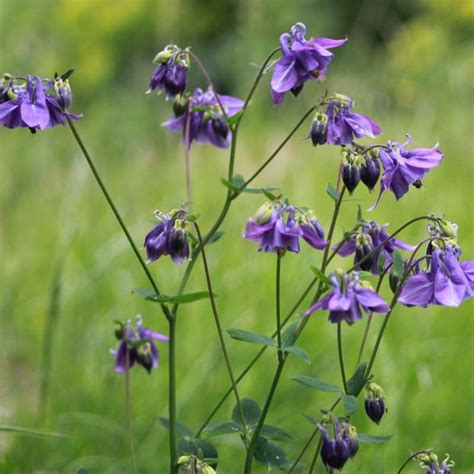 Aquilegia Vulgaris Wilde Akelei WildBlumenLiebe