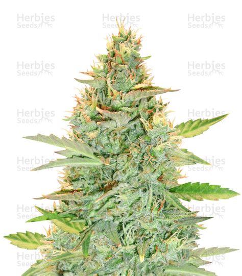 Buy Green Crack Auto Feminized Seeds By Fastbuds Herbies