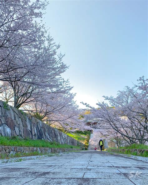 軽トラに乗る農家のお婆ちゃんに教えてもらった淡路島の桜の名所 Arata House