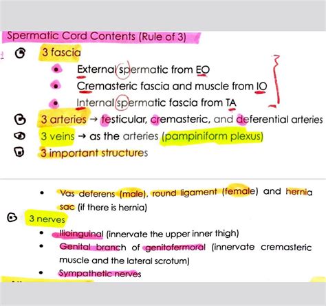 Spermatic Cord Contents