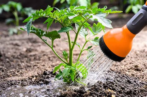 Watering Tomato Plants How To How Often How Much Tomato Bible