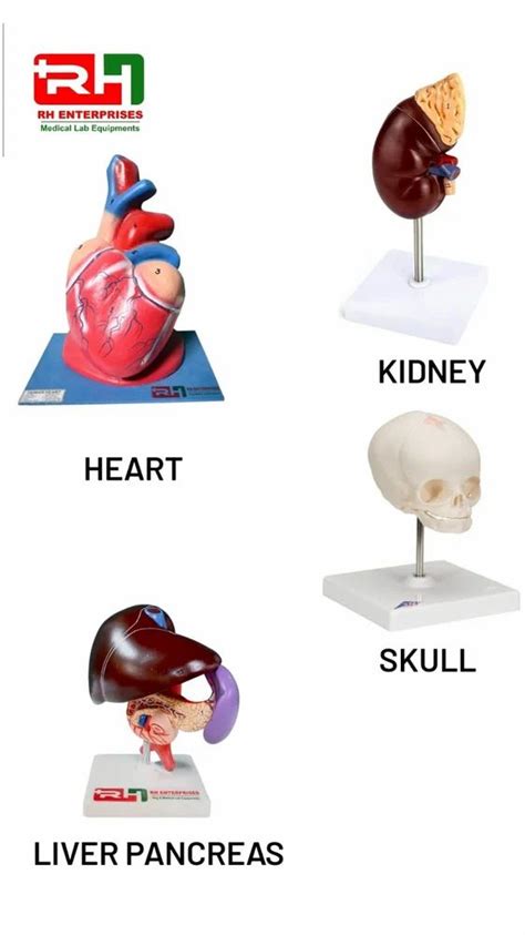 Human Anatomical Model Manufacturer At Rs Anatomical Models In