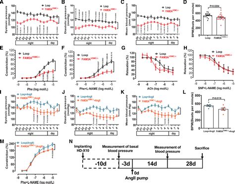 Vsmc Specific Deletion Of Fam A Attenuated Ang Ii Promoted Hypertension