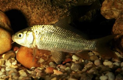 Cuánto dura un pez de agua fría en pecera TodoPez