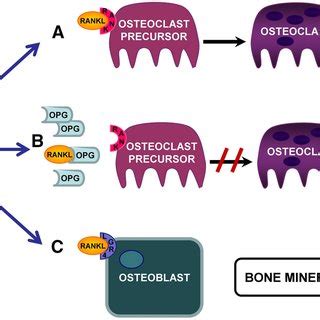 Rank Rankl Opg Lgr Signaling In Bone A Osteoblasts Synthesize And