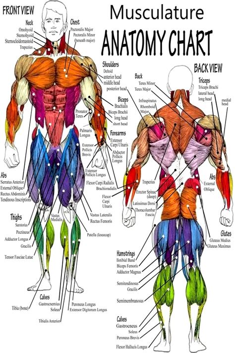 Bodybuilding Anatomy Chart Atelier Yuwa Ciao Jp