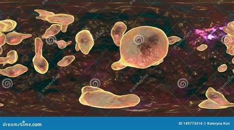 Bacteria Mycoplasma Genitalium Stock Illustration Illustration Of