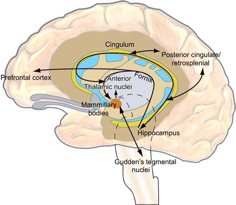 The mammillary bodies and memory: more than a hippocampal relay ...