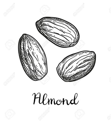 Delicate Almond Sketch