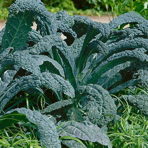 Lacinato Kale Vegetable Garden Seeds 2 G Packet 500 Seeds Non Gmo