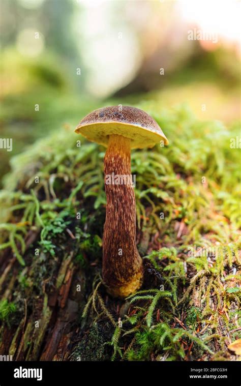 A Close Up Photo Of The Edible Mushroom Admirable Bolete Aureoboletus