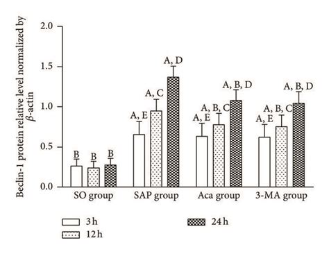 The Protein Levels Of LC3 II And Beclin 1 In The Pancreas Tissue A