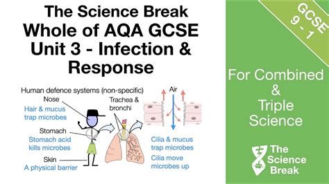 Aqa Gcse Biology Infection And Response Whole Topic Triple