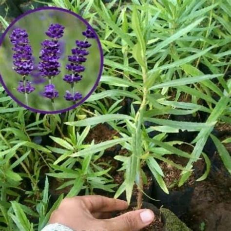 Jual Tanaman Hidup Bunga Lavender Aroma Wangi Anti Nyamuk Bibit