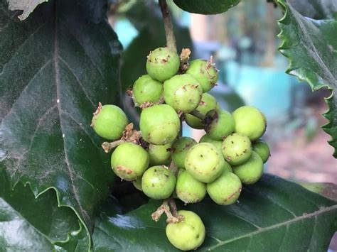 The Assegai Curtisia Dentata Trees To Plant Fruit Evergreen Trees