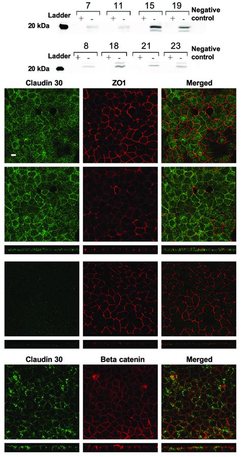 Expression Of Claudin In Madin Darby Canine Kidney Mdck Ii Tet Off