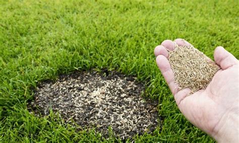 How To Sow Grass Seed 4 Top Tips Uk