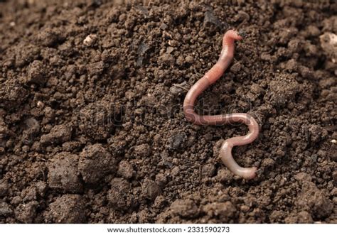 2,910 Worms_crawling_soil Images, Stock Photos, 3D objects, & Vectors ...