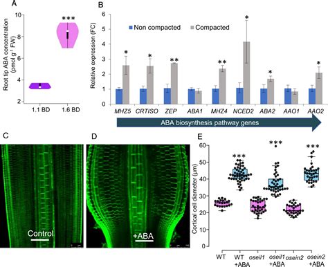 Ethylene Inhibits Rice Root Elongation In Compacted Soil Via Aba And