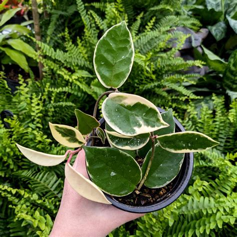 Hoya Krimson Queen Jardins Zeillinger Botanix