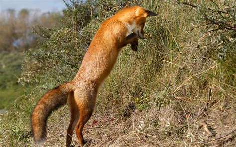 デスクトップ壁紙 草 野生動物 狐 ジャンプ 動物相 シュート 脊椎動物 哺乳類のような犬 レッドキツネ ぼうこう