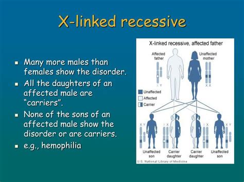 Ppt Human Genetics Dominant Recessive Traits Powerpoint