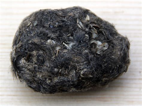 Barn Owl Pellets