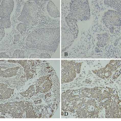 Representative Figures Of Immunohistochemical IHC Staining For