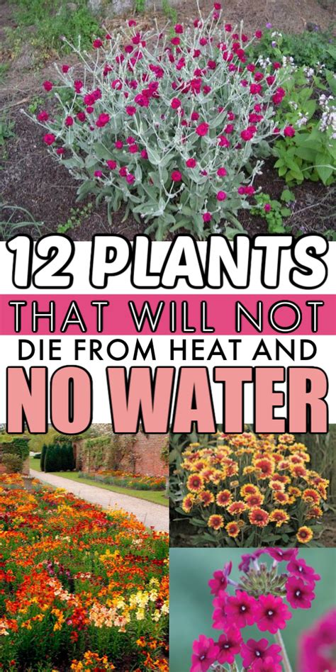 Drought Tolerant Flowers And Plants That Ll Add Color To Your Garden