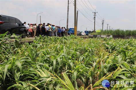 強降雨釀災玉米嚴重倒伏 雲縣籲中央啟動天災救助 蕃新聞