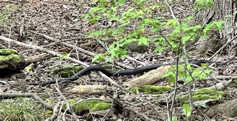 Eastern Gray Ratsnake Complex From Wake County Us Nc Us On June