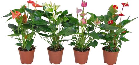 Anthurie Verschiedene Farben Topf Ca Cm Anthurium Andreanum