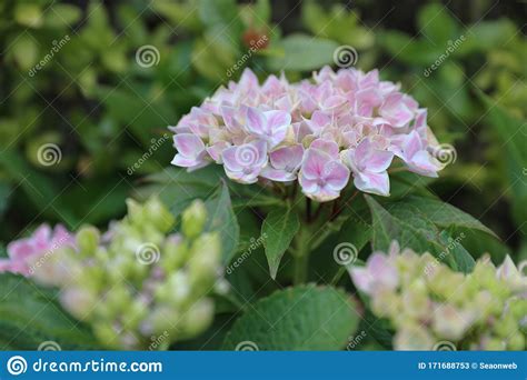 Colorful Hydrangeas Beautiful Flowers Beauty In Nature Stock Image