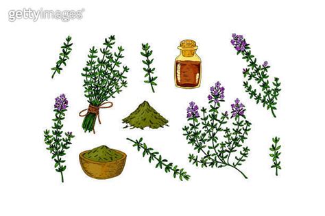 Set Of Hand Drawn Thyme Branches In Bloom And Homeopathic And