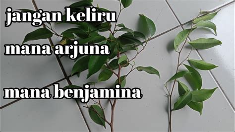 Ini Bedanya Bahan Bonsai Beringin Arjuna Dengan Benjamina YouTube