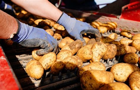 Pfälzer Grumbeere Positive Bilanz bei Frühkartoffelernte in