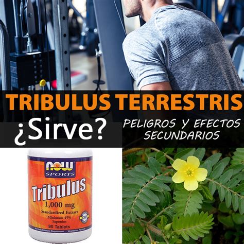 Tribulus terrestris para qué sirve beneficios peligros y efectos