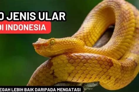 Hati Hati Termasuk Kobra Berikut Ini 10 Jenis Ular Paling Berbisa