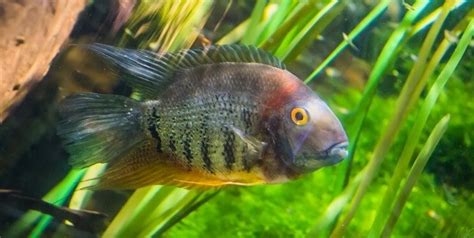 Electric Blue Acara Care Guide And Species Profile Fishkeeping World