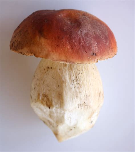 Boletus Edulis Art Prof Flickr