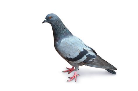 Premium Photo Pigeon Isolated On White Background