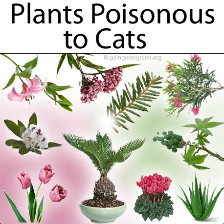 Plants Which Are Toxic Poisonous To Cats Going Evergreen