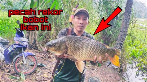 Rejeki Emang Gak Kemana Ikan Mas Babon Bekas Tembakan Orang Kenanya