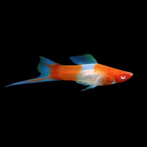 Koi Kohaku Swordtail Xiphophorus Hellerii Cm Sims Tropical Fish