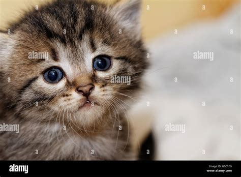 Close Up Photo Of A Cute Kitten With Big Blue Eyes Stock Photo Alamy