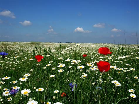 White Red And Purple Petaled Flower Fields Hd Wallpaper Wallpaper Flare