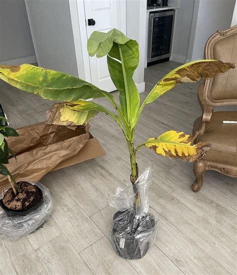 Ice Cream Banana Trees For Sale